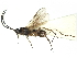  ( - NGS-00073-A12)  @11 [ ] CreativeCommons - Attribution Non-Commercial Share-Alike (2017) Sergey Belokobylskij Russian Academy of Sciences, Zoological Institute