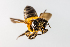  ( - SBCTA2022JUN20d)  @11 [ ] by-nc-nd (2024) Elijah Goodwin Stone Barns Center