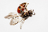  ( - SBCTA2022JUN28c)  @11 [ ] by-nc-nd (2024) Elijah Goodwin Stone Barns Center