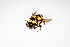  ( - SBCTA2022Jul25E)  @11 [ ] by-nc-nd (2024) Elijah Goodwin Stone Barns Center