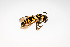  ( - SBCTA2022Jul25E)  @11 [ ] by-nc-nd (2024) Elijah Goodwin Stone Barns Center