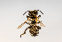  (Megachile addenda - SBCTA2022Jun13B)  @11 [ ] by-nc-nd (2024) Elijah Goodwin Stone Barns Center