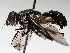  ( - BIOUG72937-B08)  @11 [ ] CreativeCommons - Attribution (2021) CBG Photography Group Centre for Biodiversity Genomics