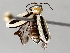  ( - BIOUG72938-F11)  @11 [ ] CreativeCommons - Attribution (2021) CBG Photography Group Centre for Biodiversity Genomics