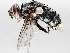  ( - BIOUG72957-H07)  @11 [ ] CreativeCommons - Attribution (2021) CBG Photography Group Centre for Biodiversity Genomics