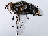  ( - BIOUG72963-A01)  @11 [ ] CreativeCommons - Attribution (2021) CBG Photography Group Centre for Biodiversity Genomics