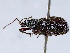  ( - BIOUG72963-G05)  @11 [ ] CreativeCommons - Attribution (2021) CBG Photography Group Centre for Biodiversity Genomics