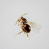  (Neuroterus quercusverrucarum - G39E21JUN2023a1)  @11 [ ] by-nc-nd (2024) Elijah Goodwin Stone Barns Center