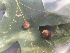  ( - GSBE17SEP2022a6)  @11 [ ] by-nc-nd (2024) Elijah Goodwin Stone Barns Center
