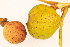  (Synergus laeviventris - GSBE7SEP2022a1)  @11 [ ] by-nc-nd (2024) Elijah Goodwin Stone Barns Center