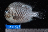  ( - NBE0197)  @14 [ ] No Rights Reserved  Unspecified Unspecified