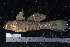  (Amblygobius sphynx - NBE0456)  @14 [ ] No Rights Reserved  Unspecified Unspecified