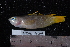  (Pseudochromis kristinae - NBE0484)  @14 [ ] No Rights Reserved  Unspecified Unspecified