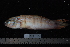  (Valenciennea parva - NBE0612)  @13 [ ] No Rights Reserved  Unspecified Unspecified
