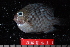  ( - NBE0621)  @13 [ ] No Rights Reserved  Unspecified Unspecified