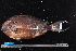  (Acanthurus tennentii - NBE1096)  @14 [ ] No Rights Reserved  Unspecified Unspecified