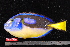  ( - NBE1106)  @11 [ ] No Rights Reserved  Unspecified Unspecified