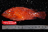  ( - NBE1121)  @11 [ ] No Rights Reserved  Unspecified Unspecified