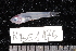  (Gymnapogon africanus - NBE1176)  @11 [ ] No Rights Reserved  Unspecified Unspecified