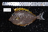  (Naso elegans - REU330_1)  @11 [ ] No Rights Reserved  Unspecified Unspecified