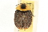  ( - AY165669)  @13 [ ] CreativeCommons - Attribution (2009) Unspecified Centre for Biodiversity Genomics