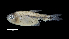  (Astyanax yariguies - 0805-STB_SBCH-06-25)  @11 [ ] Copyright (2019) Alejandro Mendez Lopez Instituto de Investigacion de Recursos Biologicos Alexander von Humboldt