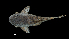  ( - 0842-STB_SBCH-10-62)  @11 [ ] Copyright (2019) Alejandro Mendez Lopez Instituto de Investigacion de Recursos Biologicos Alexander von Humboldt