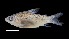  ( - 1560-STB_SBCIM-01-02)  @11 [ ] Copyright (2019) Alejandro Mendez Lopez Instituto de Investigacion de Recursos Biologicos Alexander von Humboldt