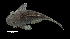  ( - 1650-STB_SBCIM-11-109)  @11 [ ] Copyright (2019) Alejandro Mendez Lopez Instituto de Investigacion de Recursos Biologicos Alexander von Humboldt