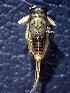  (Deleatidium vernale - NZFWI_014)  @12 [ ] CreativeCommons - Attribution (2010) Bio-protection Research Centre Centre for Biodiversity Genomics