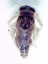  (Deleatidium magnum - NZFWI_025)  @12 [ ] CreativeCommons - Attribution (2010) Bio-protection Research Centre Centre for Biodiversity Genomics