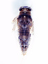  ( - NZFWI_026)  @12 [ ] CreativeCommons - Attribution (2010) Bio-protection Research Centre Centre for Biodiversity Genomics