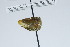  (Cymbomorpha vaginata - QCAZI_107487)  @11 [ ] CC-BY-NC-ND (2024) QCAZ Pontificia Universidad Católica del Ecuador