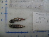  (Maurolicus weitzmani - 07-529)  @13 [ ] Unspecified (default): All Rights Reserved  Unspecified Unspecified