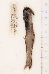  (Lampanyctus lineatus - 07-577)  @13 [ ] Unspecified (default): All Rights Reserved  Unspecified Unspecified