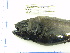  (Lamprogrammus brunswigi - 07-694)  @13 [ ] Unspecified (default): All Rights Reserved  Unspecified Unspecified
