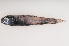  (Ceratoscopelus warmingii - 08-120)  @13 [ ] Unspecified (default): All Rights Reserved  Unspecified Unspecified