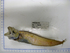  (Phycis chesteri - 08-131)  @13 [ ] Unspecified (default): All Rights Reserved  Unspecified Unspecified