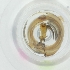  ( - CAMP_059_G11)  @11 [ ] by  Genome Research Ltd as Wellcome Sanger Institute Genome Research Limited operating as Wellcome Sanger Institute