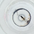  ( - CAMP_115_F12)  @11 [ ] by  Genome Research Ltd as Wellcome Sanger Institute Genome Research Limited operating as Wellcome Sanger Institute