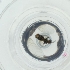  ( - CAMP_116_A2)  @11 [ ] by  Genome Research Ltd as Wellcome Sanger Institute Genome Research Limited operating as Wellcome Sanger Institute