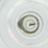  ( - CAMP_117_F11)  @11 [ ] by  Genome Research Ltd as Wellcome Sanger Institute Genome Research Limited operating as Wellcome Sanger Institute