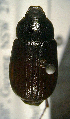  (Sericesthis consanguinea - ww00664)  @12 [ ] CreativeCommons - Attribution Non-Commercial Share-Alike (2017) Andrew Mitchell Australian Museum