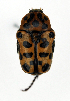  (Neorrhina - ww03687)  @15 [ ] CreativeCommons - Attribution Non-Commercial Share-Alike (2017) Andrew Mitchell Australian Museum