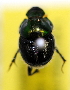  (Onthophagus dandalu - ww03714)  @12 [ ] CreativeCommons - Attribution Non-Commercial Share-Alike (2017) Andrew Mitchell Australian Museum