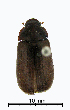  (Sericesthis sp_nr_nigrolineata_TAW - ww04270)  @11 [ ] CreativeCommons - Attribution Non-Commercial Share-Alike (2017) Andrew Mitchell Australian Museum