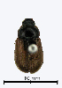  (Sericesthis carnei - ww04272)  @13 [ ] CreativeCommons - Attribution Non-Commercial Share-Alike (2017) Andrew Mitchell Australian Museum
