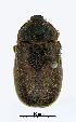  (Rhopaea magnicornis - ww04279)  @14 [ ] CreativeCommons - Attribution Non-Commercial Share-Alike (2017) Andrew Mitchell Australian Museum