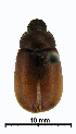  (Scitalini - ww04291)  @15 [ ] CreativeCommons - Attribution Non-Commercial Share-Alike (2017) Andrew Mitchell Australian Museum