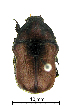  ( - ww04297)  @11 [ ] CreativeCommons - Attribution Non-Commercial Share-Alike (2017) Andrew Mitchell Australian Museum